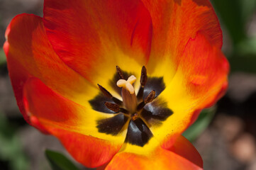 close up of a tulipa blossom