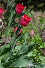 tulipa flowers in the garden at spring
