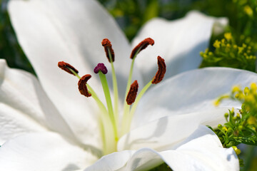 Blooming Lilium 'Casablanca' with stamen full of pollen