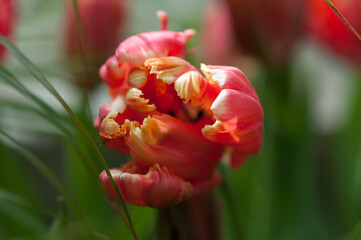 isolated fancy tulip with ruffle edges