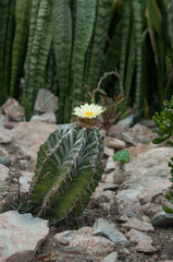 cactus in bloom at the local conservatory