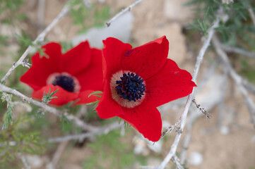 Obraz premium The red anemone flower belongs to the buttercup family and is a perennial herbaceous plant