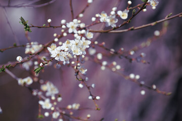 blossom in spring