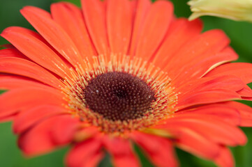 orange gerbera flower