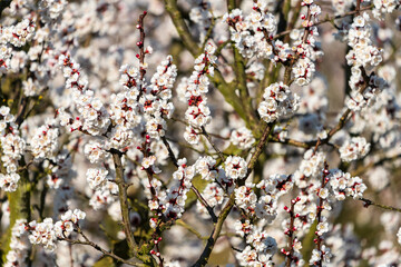 Kirschblüten in Scharten Oberösterreich