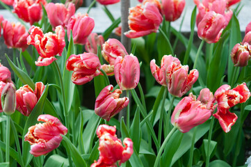 field of parrot tulips