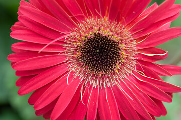 imperfect pink gerbera blossom on green close up