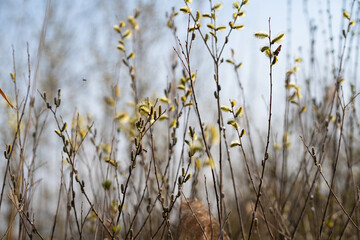 Weide Knospe am Greifensee im Kanton Zürich, Schweiz