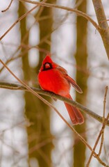 Northern Cardinal 