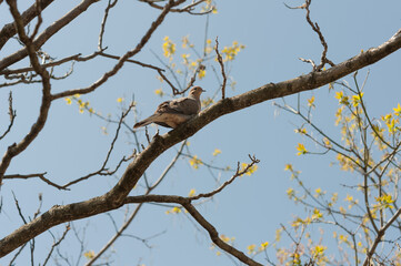 spring branches with Zenaida macroura (mourning dove)