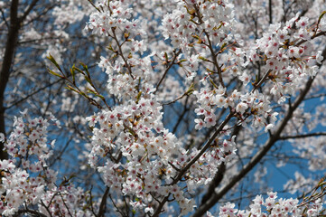 cherry blossom in spring