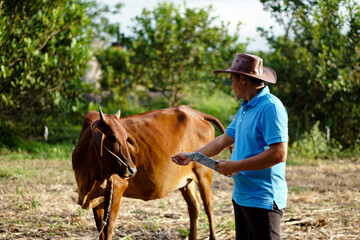 Asian male vet is observing and recording information about cow in Thailand. Concept for study and...