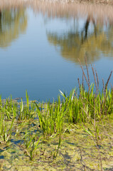 pond in the park with reeds and reflection