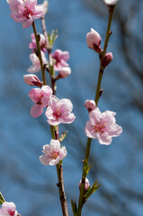 pink peach buds and blossoms on a deep blue background
