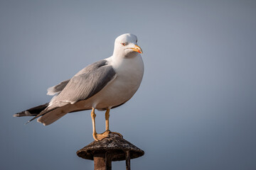 Seagull on the top of a house