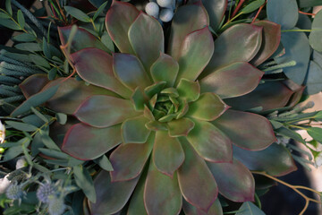 Wedding bouquet with succulent flowers, close-up. Wedding day.
