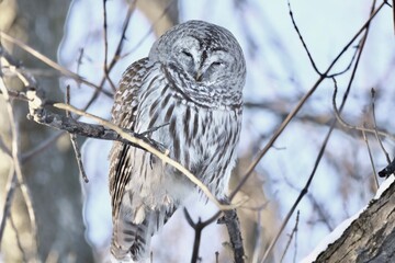 owl in a tree