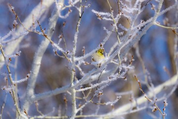 Bird on a frozen branch 