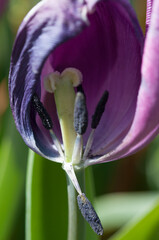 mature violet tulip with missing petals with pistil and stamens showing