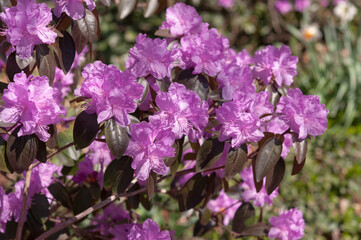 rhododendron blossoms in partial sun and shade