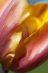 Fototapeta na wymiar variegated orange yellow tulip close up
