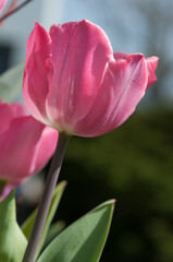 pink tulip in the sun