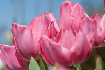 pink tulips up close