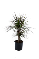 Dracena Marginata or Dragon Tree Plant - houseplant in pots on a white background. Plant in a pot. Dracena Marginata Isolated on White Background
