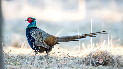 The Blue Green Pheasant Beauty