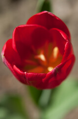 abstract mostly out of focus red tulip background 