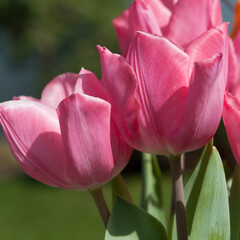 pink tulips