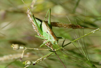 green long-legged orthopteran insect, similar to a grasshopper. It's called a bush cricket.