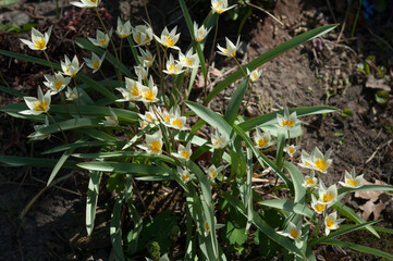 tulipa