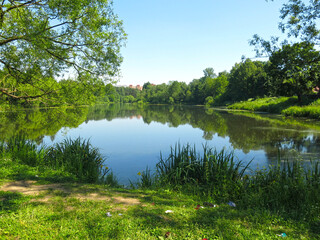 Obraz na płótnie Canvas shore of a summer pond with oaks and reeds