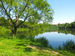 Fototapeta na wymiar shore of a summer pond with oaks and reeds