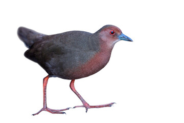 ruddy-breasted crake (Zapornia fusca) isolated on white background