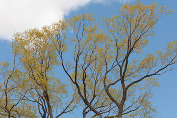 tree in spring on a blue sky