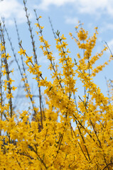 yellow blossoms on branches photographed against a calm spring blue sky