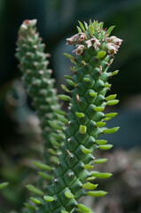 succulent spike with small flowers
