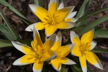 star shaped tulipa in the sun