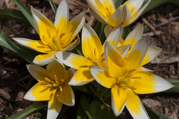 tulips in the sun