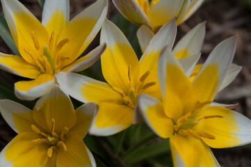 Obraz premium close of yellow and white tulips