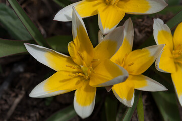 Obraz premium star shaped tulips up close
