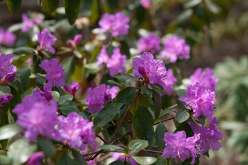 flowers in the garden