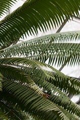 palm like leaves at the conservatory