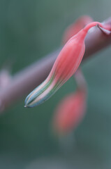 aloe blossom close up 