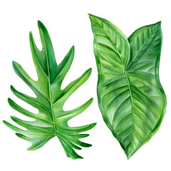 Flora design, tropical plants on white background, Watercolor botanical illustration