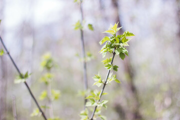 flowers in spring