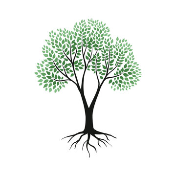 Tree with roots. Plant silhouette with leaves, branches and rhizome. Environment or ecology. Botanical element. Green foliage. Strength trunk. Genealogy and origins. Vector nature logo