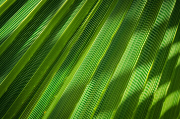 closeup photo of palm leaves